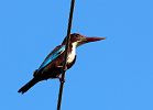 vogels sri lanka